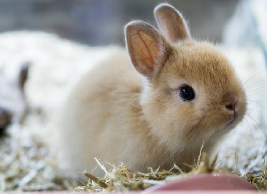 Патуљасте зеке